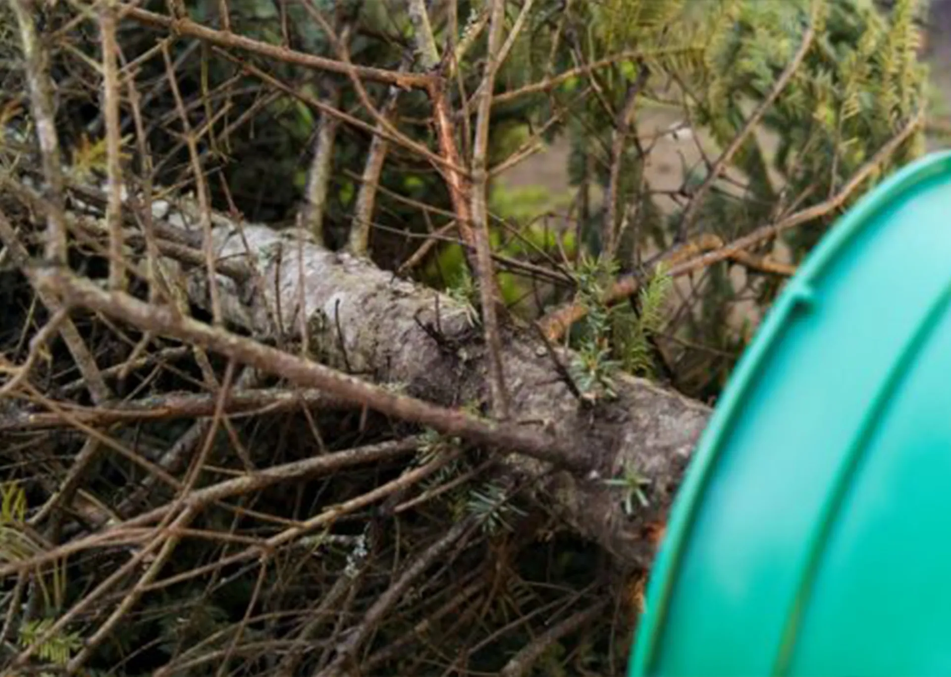 can you recycle christmas trees