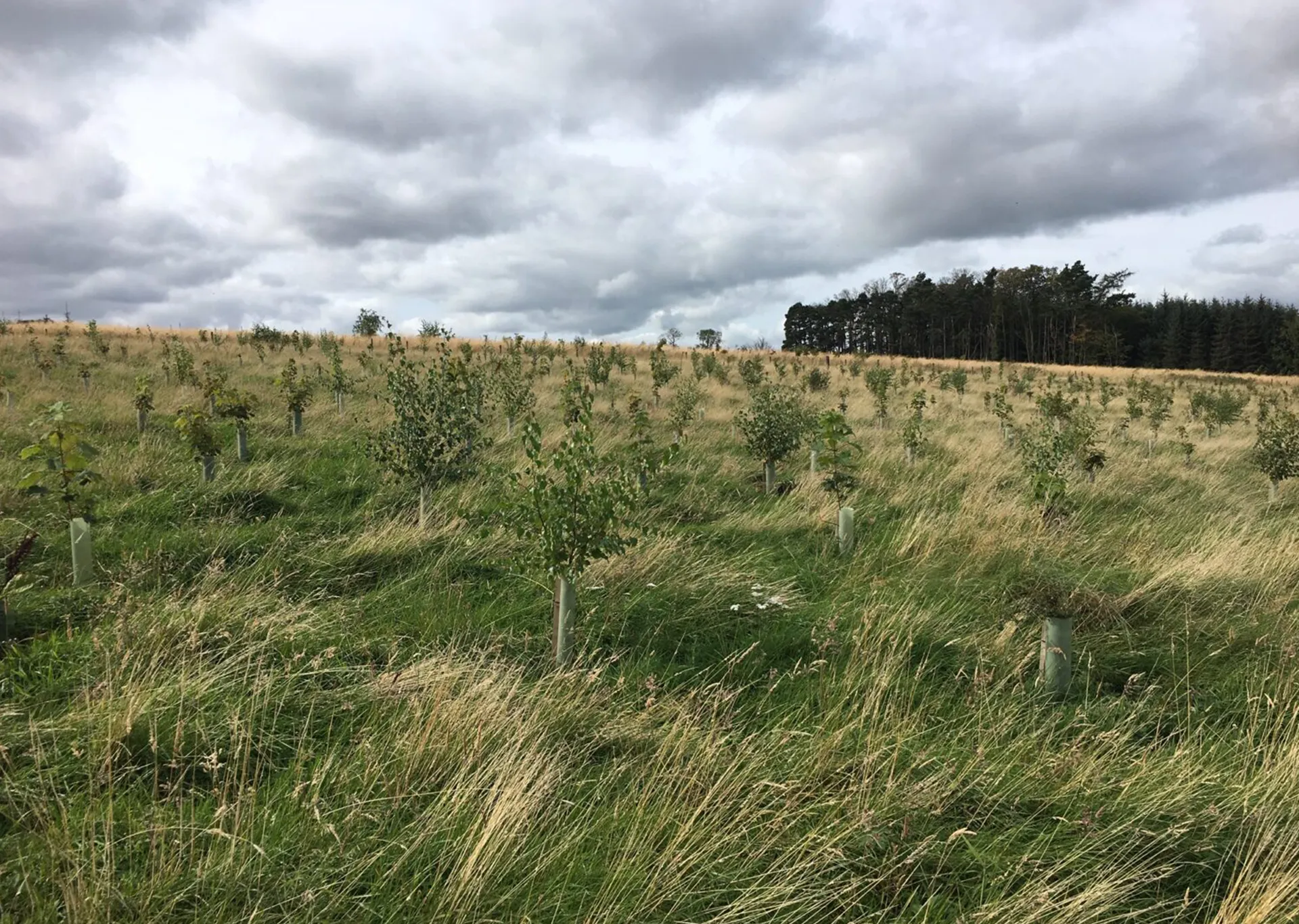 tree planting programme