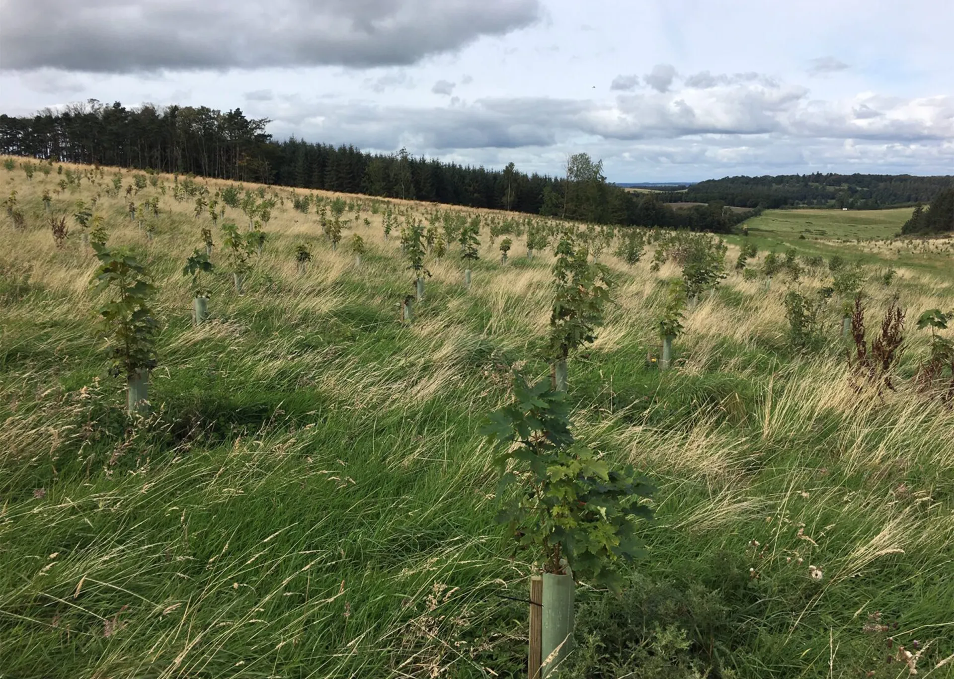 tree planting programme