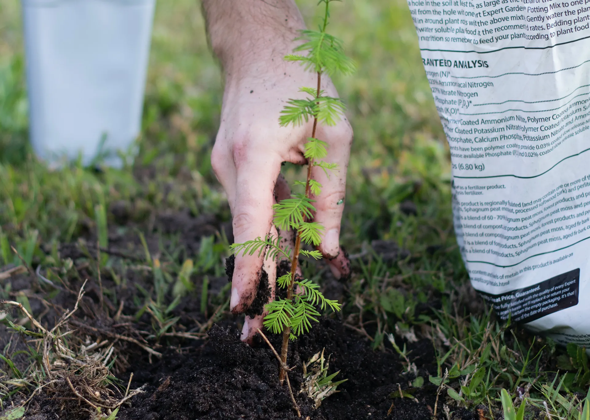 tree planting