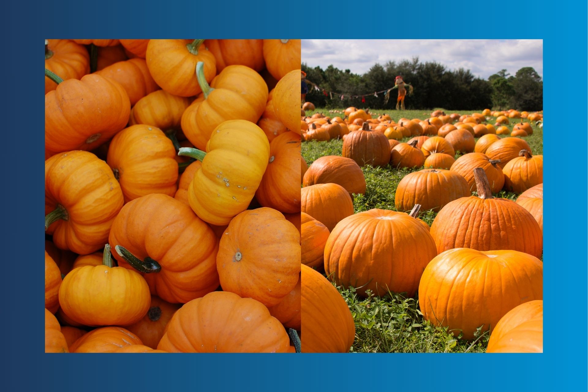 recycling your pumpkins