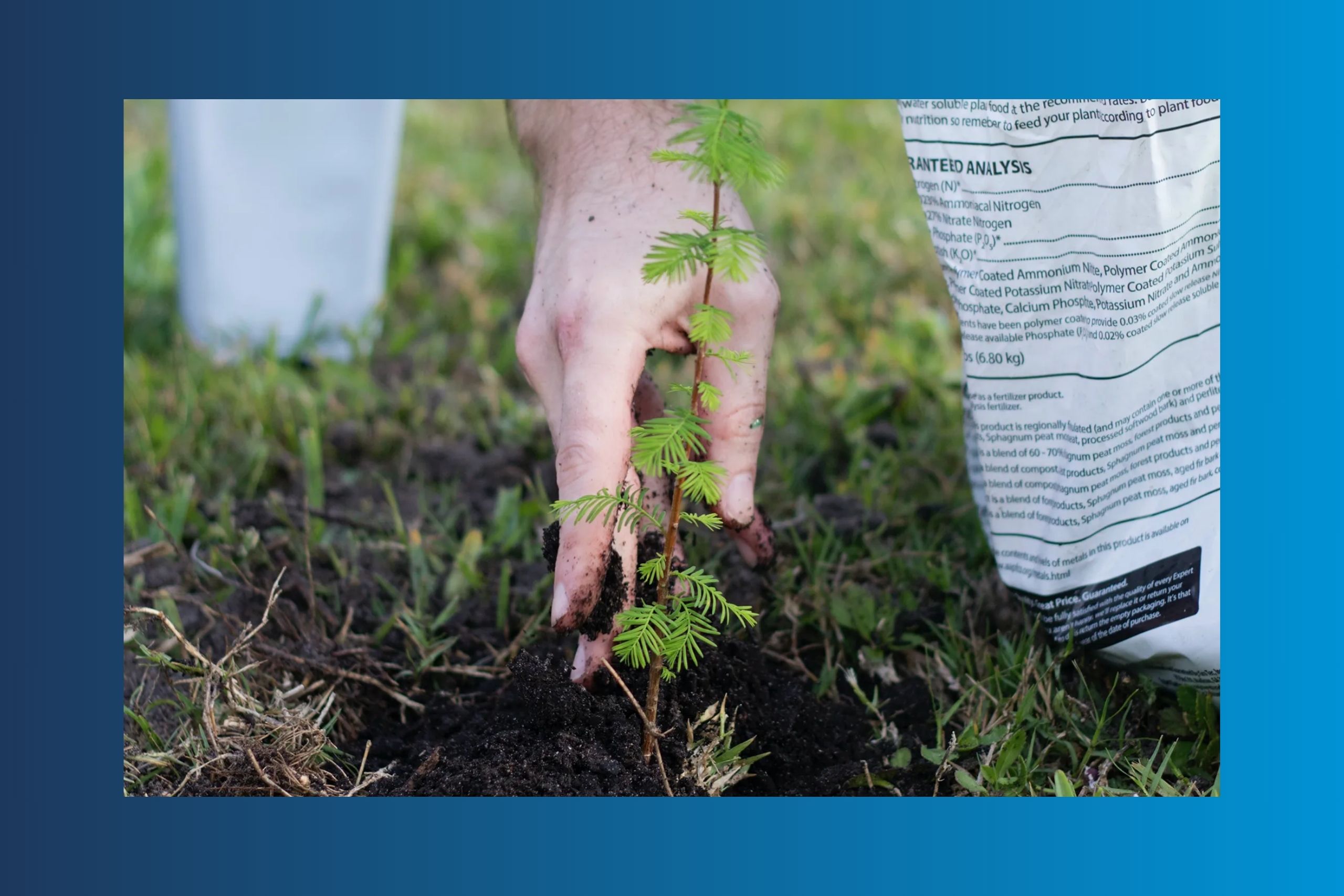 tree planting